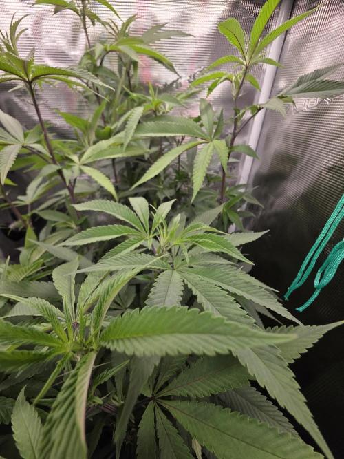 Blue Zushi. Week 14