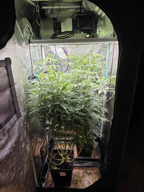Blue zushi. Week 15