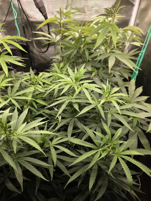 Blue zushi. Week 15