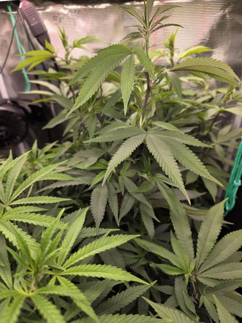 Blue zushi. Week 15