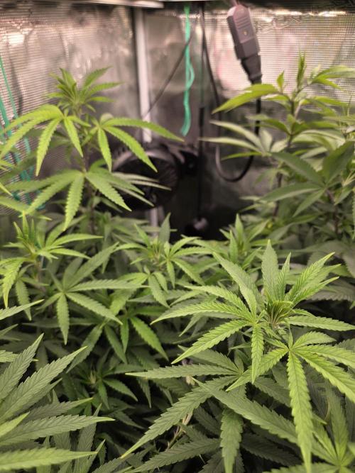 Blue zushi. Week 15