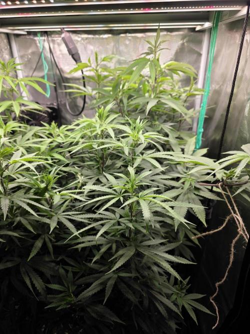 Blue Zushi. Week 15