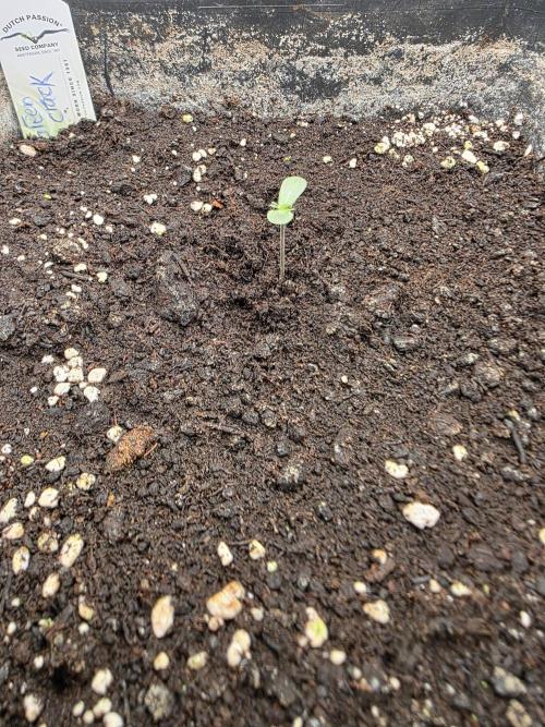 [2nd run] Green Crack Automatic. Week 1