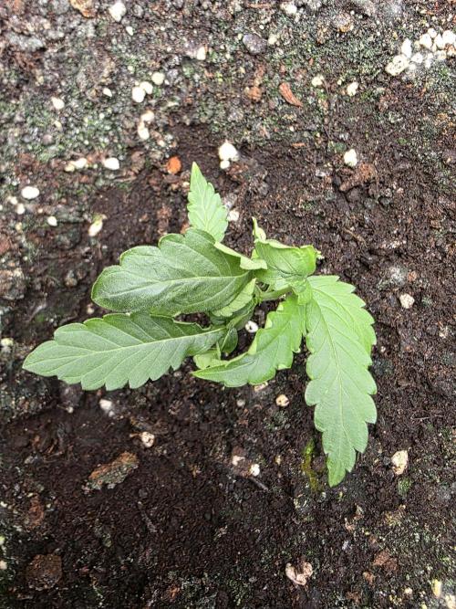 [2nd run] Green Crack Automatic. Week 4