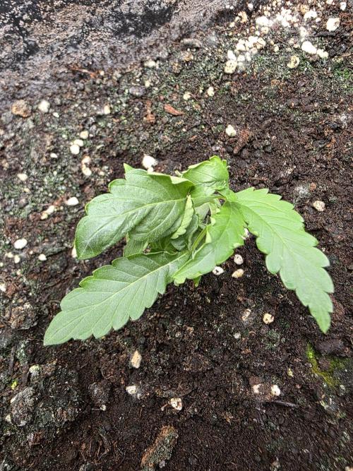 [2nd run] Green Crack Automatic. Week 4