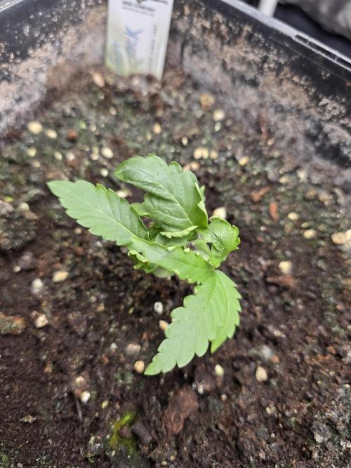[2nd run] Green Crack Automatic. Week 4
