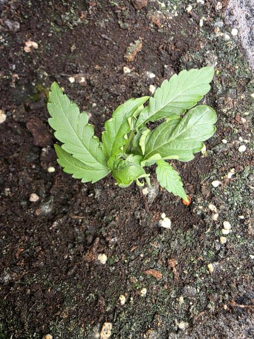 [2nd run] Green Crack Automatic. Week 4