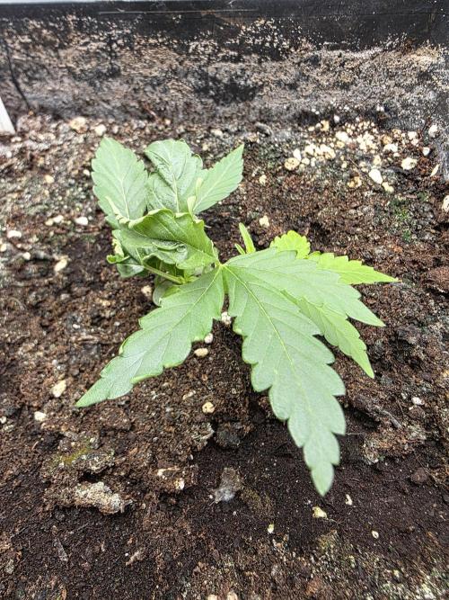 [2nd run] Green Crack Automatic. Week 5