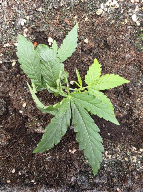 [2nd run] Green Crack Automatic. Week 5