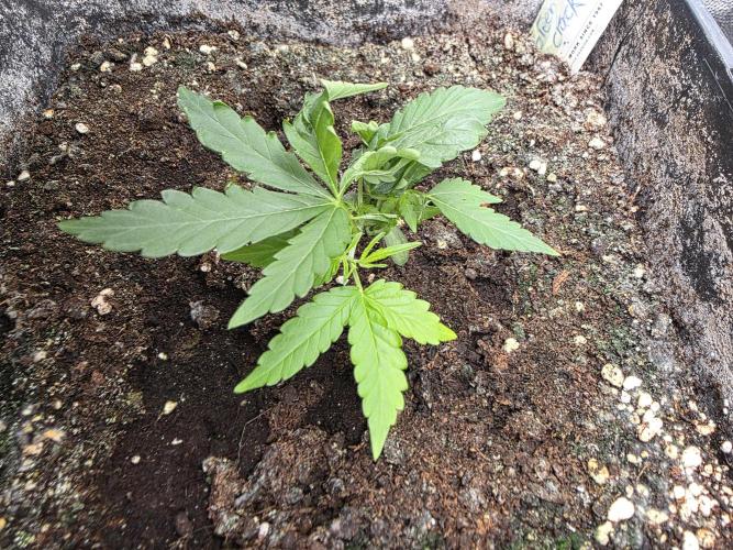 [2nd run] Green Crack Automatic. Week 5