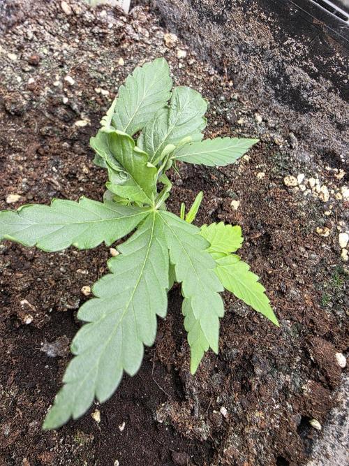 [2nd run] Green Crack Automatic. Week 5