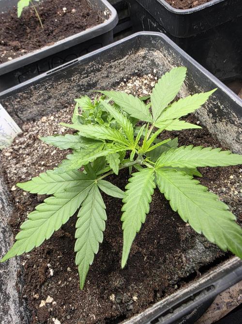 [2nd run] Green Crack Automatic. Week 6