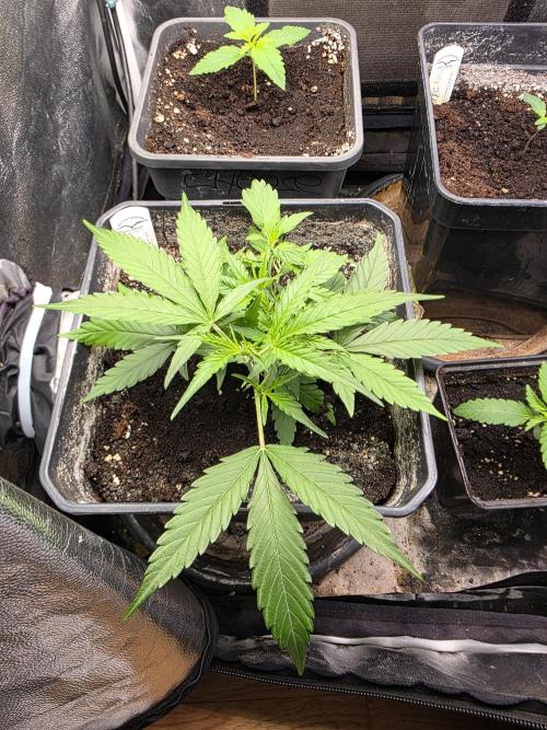 [2nd run] Green Crack Automatic. Week 6