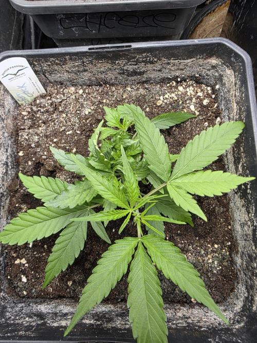 [2nd run] Green Crack Automatic. Week 6