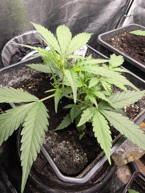 [2nd run] Green Crack Automatic. Week 6