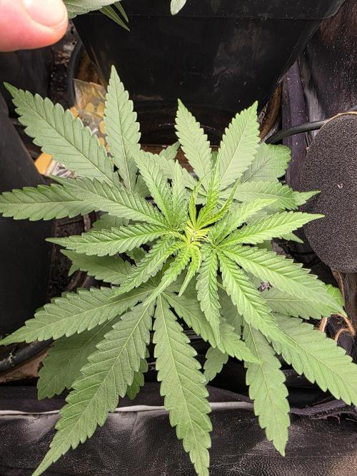 Gelonade. Week 3