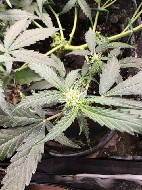 [2nd run] Green Crack Automatic. Week 7