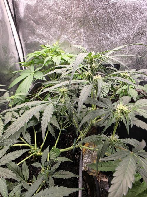 [2nd run] Green Crack Automatic. Week 7