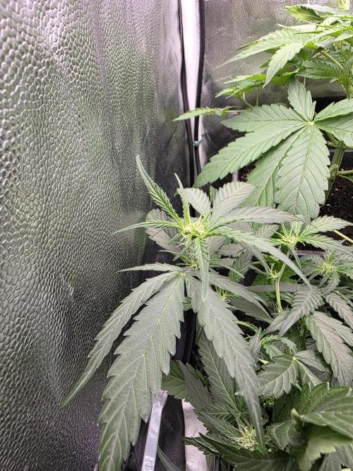 [2nd run] Green Crack Automatic. Week 7