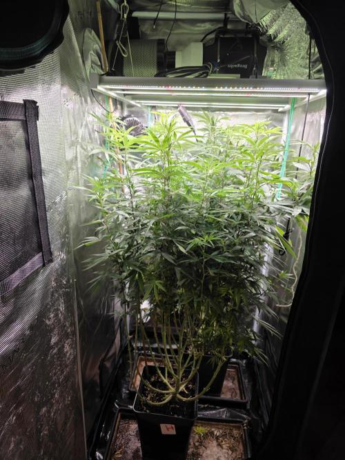 Blue zushi. Week 16
