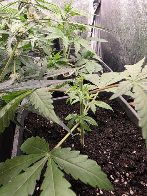 Gelonade. Week 4