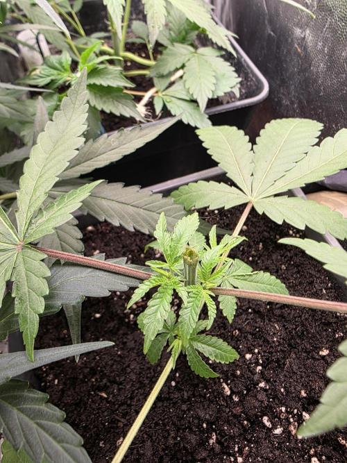 Gelonade. Week 4