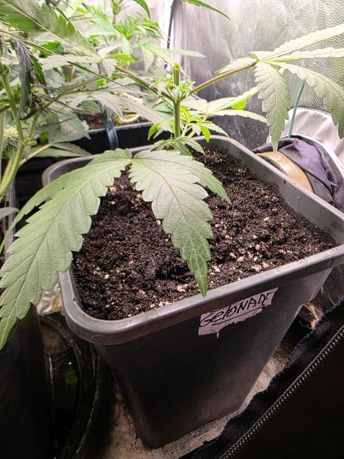 Gelonade. Week 4