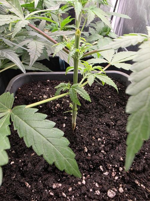 Gelonade. Week 4