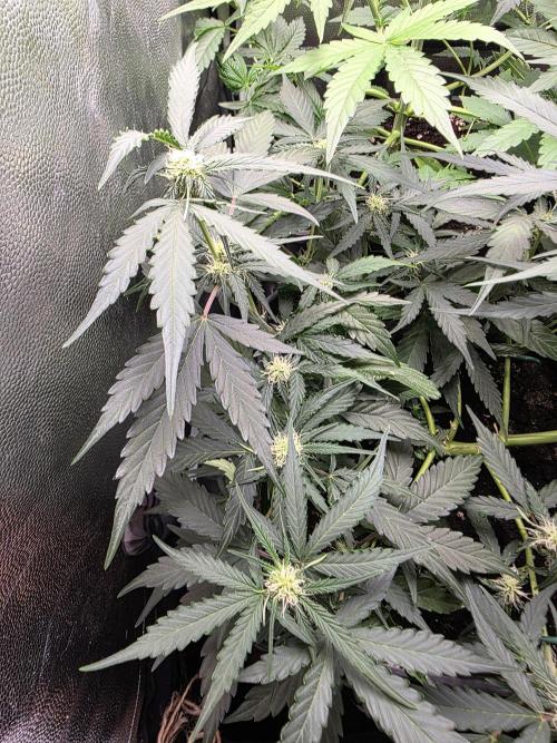 [2nd run] Green Crack Automatic. Week 8