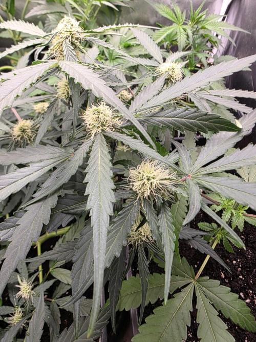 [2nd run] Green Crack Automatic. Week 8