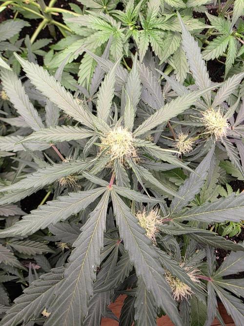 [2nd run] Green Crack Automatic. Week 8