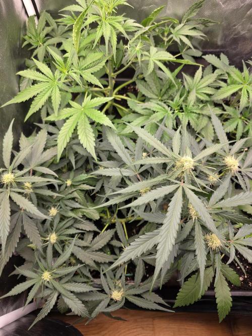 [2nd run] Green Crack Automatic. Week 8