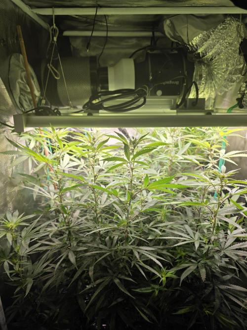 Blue zushi. Week 17