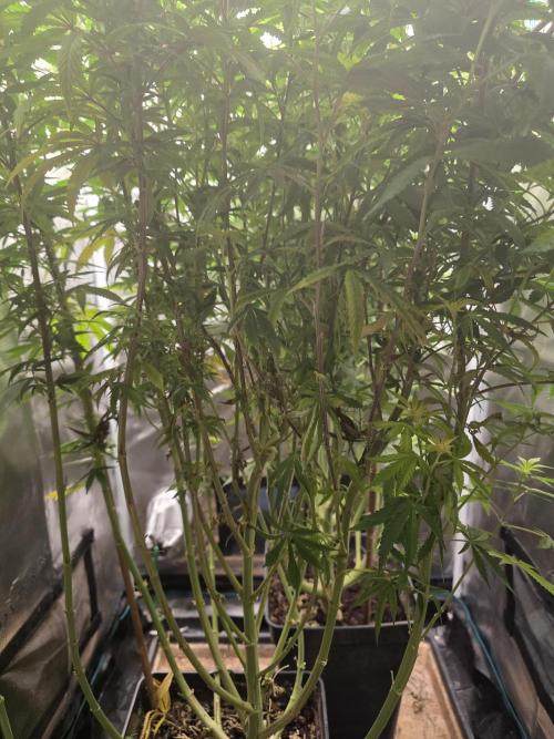 Blue zushi. Week 17