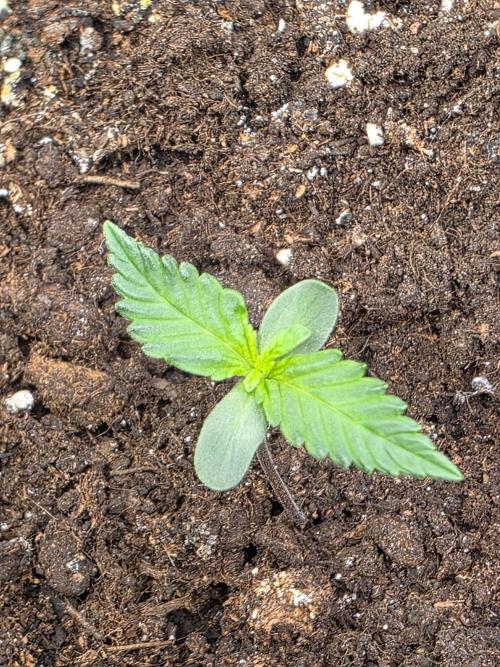 Bruce Banner Auto. Week 1