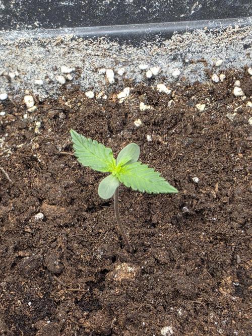 Bruce Banner Auto. Week 1