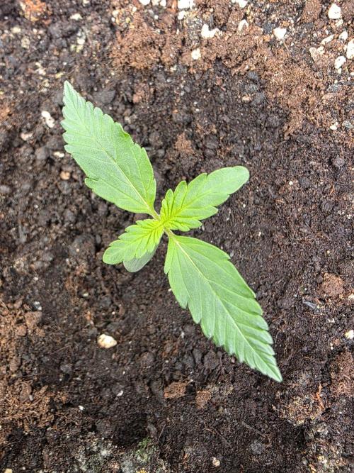 Bruce Banner Auto. Week 1