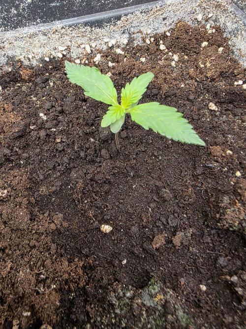 Bruce Banner Auto. Week 1