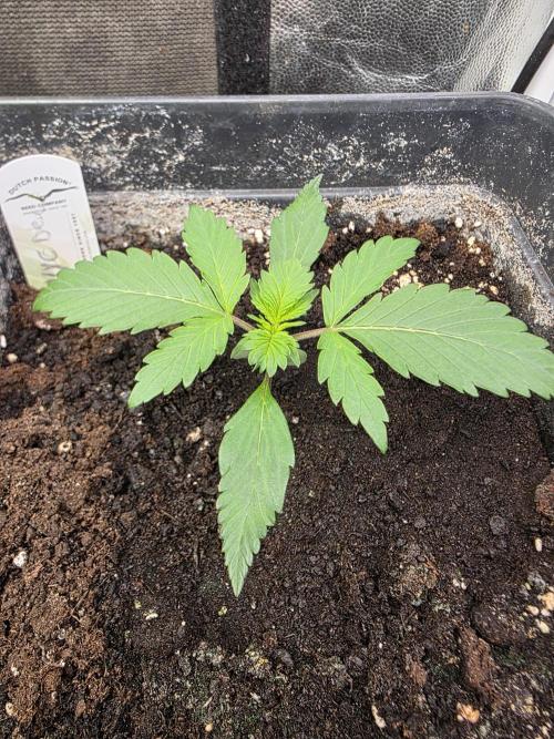 Bruce Banner Auto. Week 3
