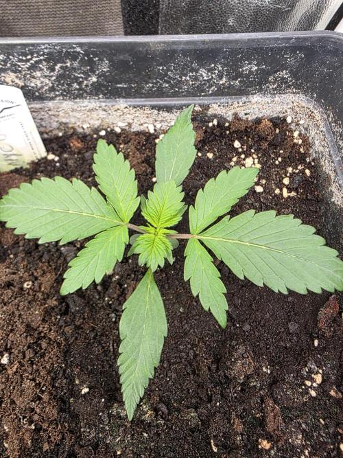 Bruce Banner Auto. Week 3
