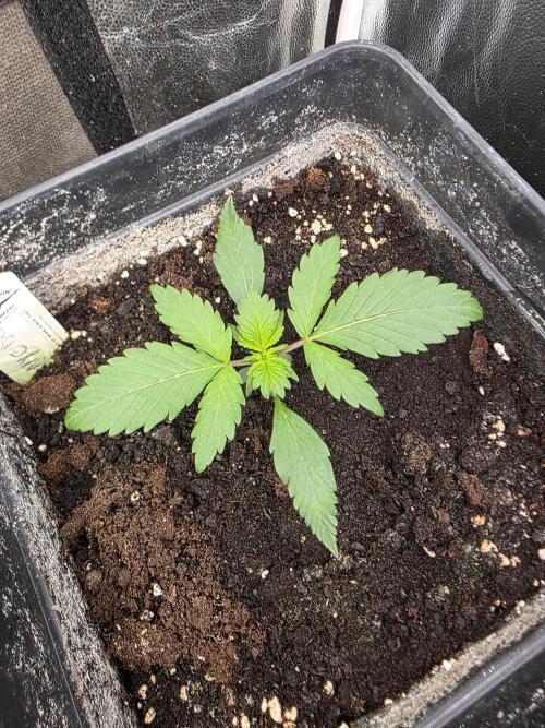 Bruce Banner Auto. Week 3