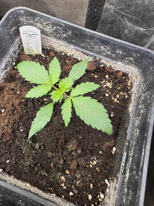 Bruce Banner Auto. Week 3