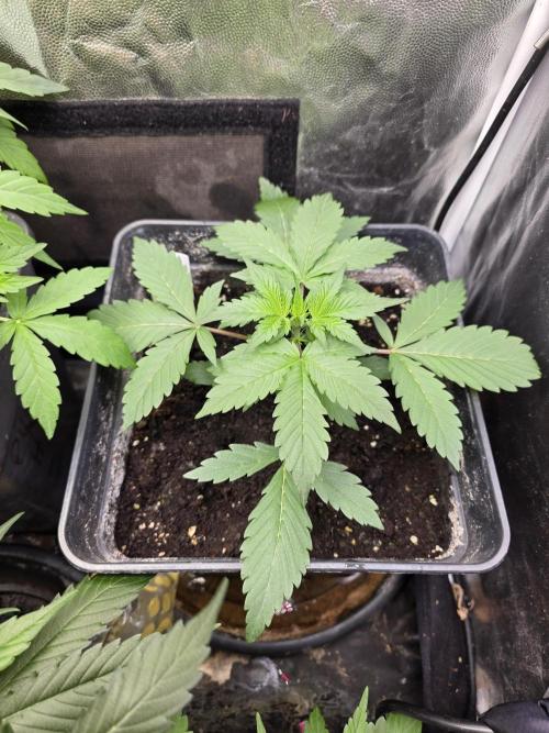 Bruce Banner Auto. Week 5