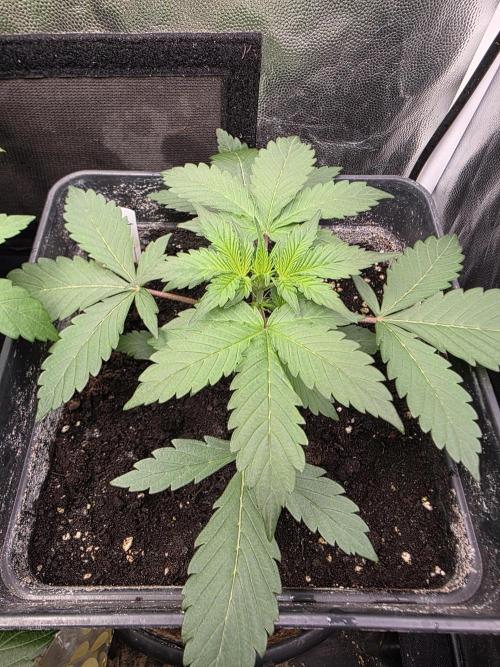 Bruce Banner Auto. Week 5