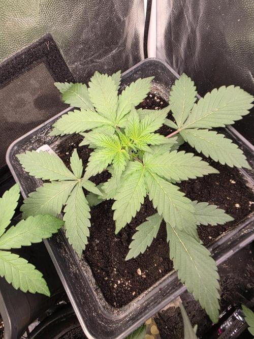 Bruce Banner Auto. Week 5