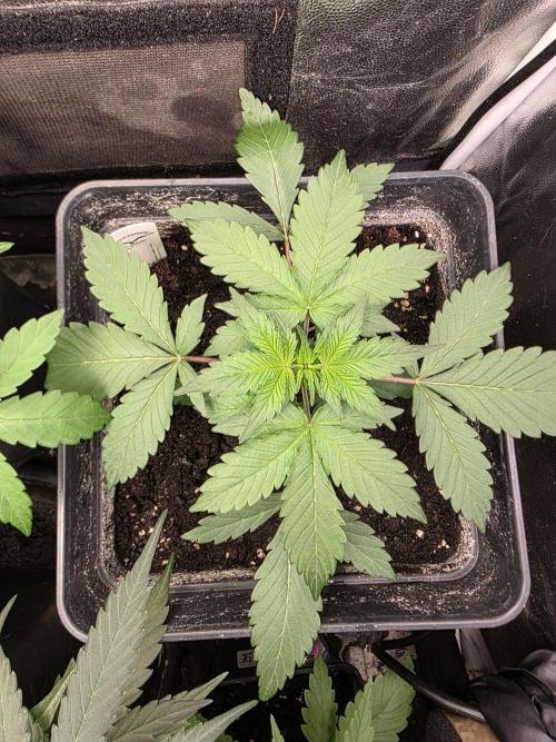 Bruce Banner Auto. Week 5