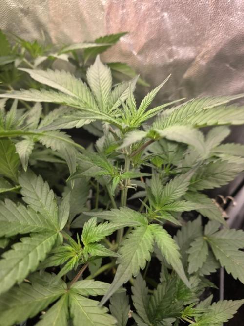 Bruce Banner Auto. Week 6