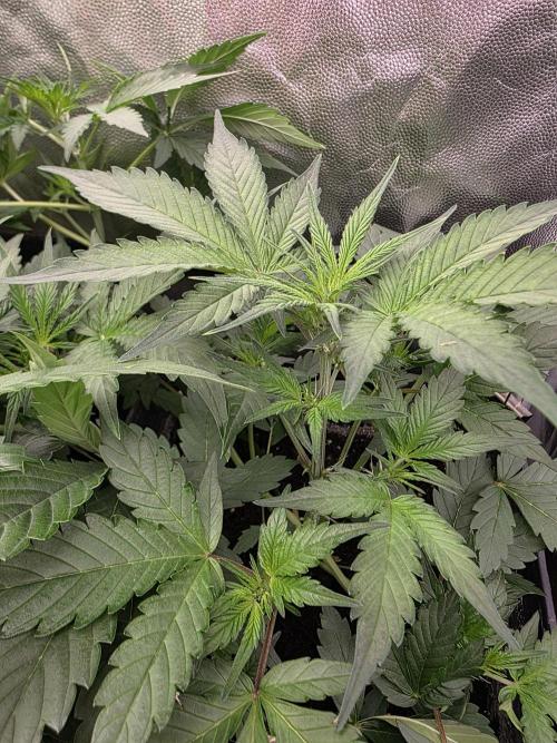 Bruce Banner Auto. Week 6