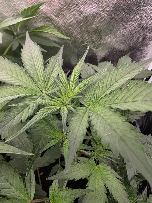 Bruce Banner Auto. Week 6