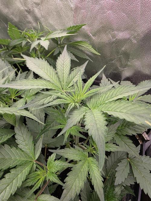 Bruce Banner Auto. Week 6